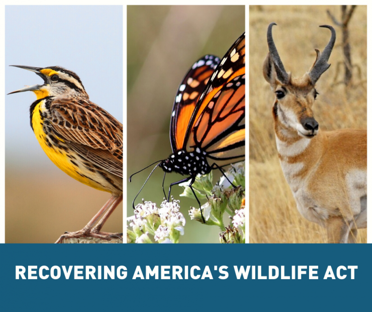Recovering America’s Wildlife Act