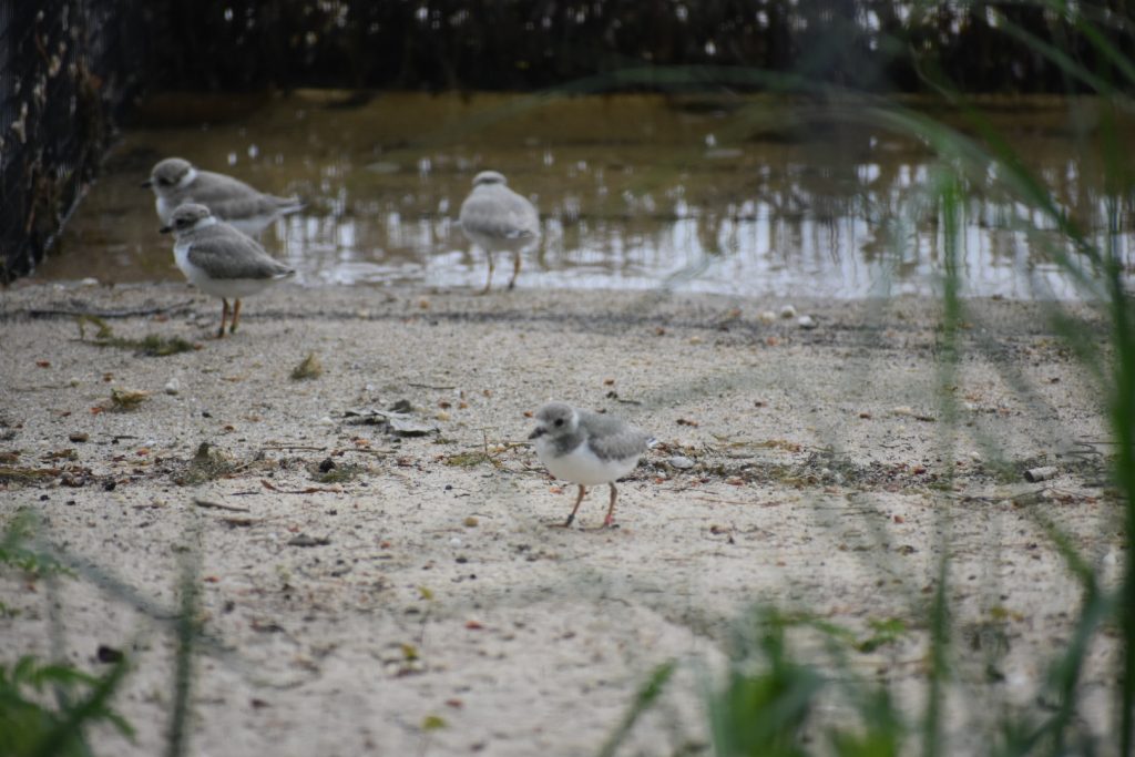 The Great Lakes Piping Plover: Road to Recovery