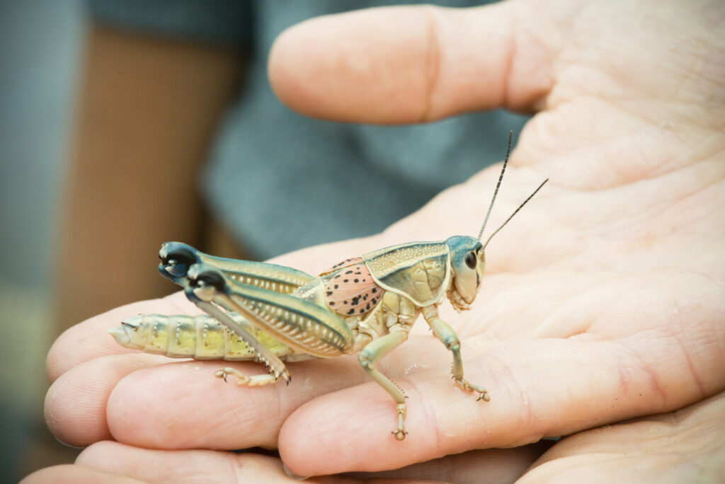 Not So Different: using bugs to fight apathy and inspire empathy